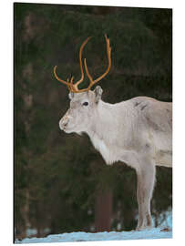 Alubild Rentiere im arktischen Winter - Jones &amp; Shimlock