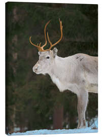 Leinwandbild Rentiere im arktischen Winter - Jones &amp; Shimlock