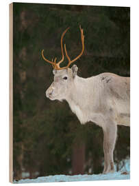 Holzbild Rentiere im arktischen Winter - Jones &amp; Shimlock