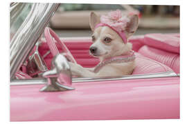 Hartschaumbild Süßer Hund in Pink Cabrio - Jones &amp; Shimlock