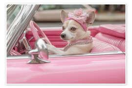 Wall art print Cute dog in pink convertible - Jones &amp; Shimlock