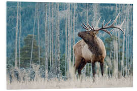 Acrylglasbild Wapiti-Hirsch - Jones &amp; Shimlock