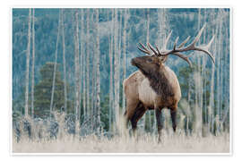 Wandbild Wapiti-Hirsch - Jones &amp; Shimlock