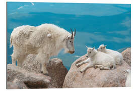 Alubild Bergziegen - Jones &amp; Shimlock
