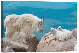 Leinwandbild Bergziegen - Jones &amp; Shimlock