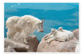 Wandbild Bergziegen - Jones &amp; Shimlock
