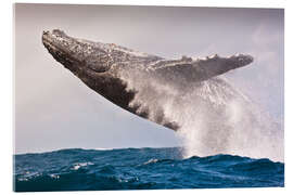 Acrylglasbild Sprung eines Buckelwals im Indischen Ozean - Jones &amp; Shimlock