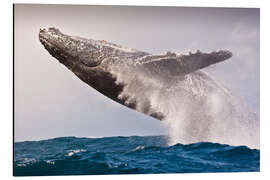 Alubild Sprung eines Buckelwals im Indischen Ozean - Jones &amp; Shimlock