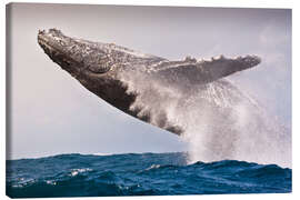 Leinwandbild Sprung eines Buckelwals im Indischen Ozean - Jones &amp; Shimlock