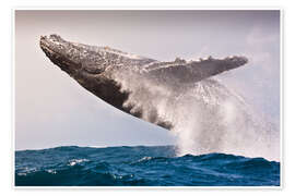 Wandbild Sprung eines Buckelwals im Indischen Ozean - Jones &amp; Shimlock