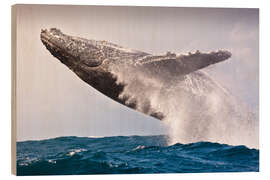 Holzbild Sprung eines Buckelwals im Indischen Ozean - Jones &amp; Shimlock