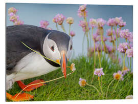 Alubild Blume im Schnabel, Atlantischer Papageientaucher