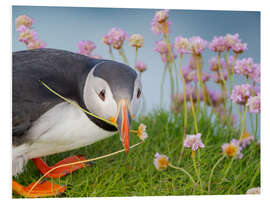 Hartschaumbild Blume im Schnabel, Atlantischer Papageientaucher