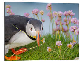 Gallery Print Blume im Schnabel, Atlantischer Papageientaucher