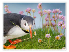 Wandbild Blume im Schnabel, Atlantischer Papageientaucher - Jones &amp; Shimlock