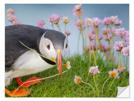 Wandsticker Blume im Schnabel, Atlantischer Papageientaucher