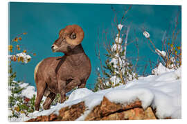 Acrylglas print Bighorn sheep ram at Waterton Lakes National Park, Canada - Jones &amp; Shimlock
