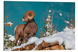Alubild Dickhornschaf im Waterton Lakes National Park, Kanada - Jones &amp; Shimlock