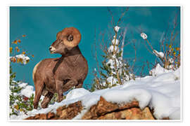 Wandbild Dickhornschaf im Waterton Lakes National Park, Kanada - Jones &amp; Shimlock