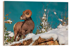 Holzbild Dickhornschaf im Waterton Lakes National Park, Kanada - Jones &amp; Shimlock