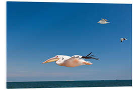 Acrylglasbild Weißer Pelikan im Flug