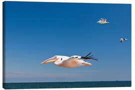 Leinwandbild Weißer Pelikan im Flug