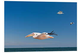 Hartschaumbild Weißer Pelikan im Flug
