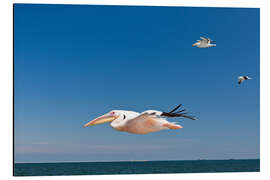 Magnettafel Weißer Pelikan im Flug