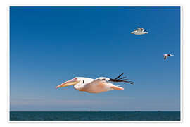 Poster Weißer Pelikan im Flug