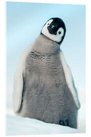 Acrylglasbild Kaiserpinguin-Küken - Jones &amp; Shimlock