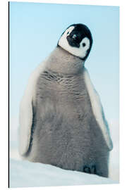 Alumiinitaulu Emperor Penguin chick - Jones &amp; Shimlock
