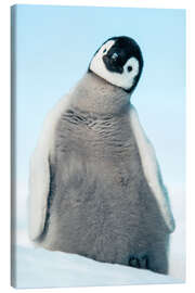 Leinwandbild Kaiserpinguin-Küken - Jones &amp; Shimlock