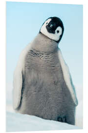 Hartschaumbild Kaiserpinguin-Küken - Jones &amp; Shimlock