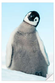 Wandsticker Kaiserpinguin-Küken - Jones &amp; Shimlock