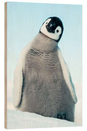 Holzbild Kaiserpinguin-Küken - Jones &amp; Shimlock