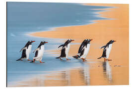 Alubild Eselspinguine, Falklandinseln - Jones &amp; Shimlock