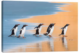 Leinwandbild Eselspinguine, Falklandinseln - Jones &amp; Shimlock