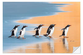 Wandsticker Eselspinguine, Falklandinseln - Jones &amp; Shimlock