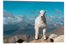 Acrylglasbild Bergziege auf einem Felsen, Colorado - Jones &amp; Shimlock