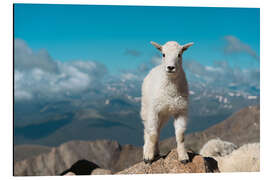 Tableau en aluminium Mountain goat on a rock, Colorado - Jones &amp; Shimlock
