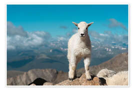 Wandbild Bergziege auf einem Felsen, Colorado - Jones &amp; Shimlock