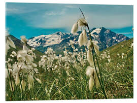 Acrylic print Italy, Stelvio National Park - Jones &amp; Shimlock