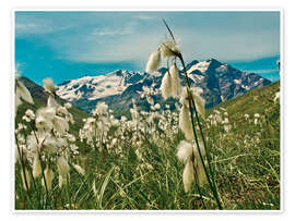 Wandbild Italien, Nationalpark Stilfser Joch - Jones &amp; Shimlock