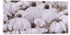 Acrylglasbild Sonnenhut Panorama - Atteloi