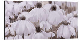 Alubild Sonnenhut Panorama - Atteloi