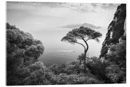 Acrylglasbild Einsamer Kiefernbaum, Capri