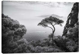 Leinwandbild Einsamer Kiefernbaum, Capri