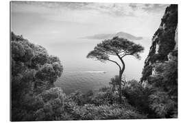 Gallery Print Einsamer Kiefernbaum, Capri