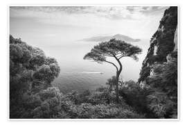 Wall art print Lonely pine tree, Capri - Jan Christopher Becke