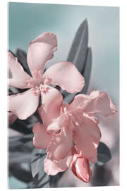 Acrylglasbild Oleander, Zarte Rosa Blüten - Atteloi